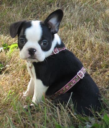 Boston Terrier pups! Brindle/whites breeder image 7
