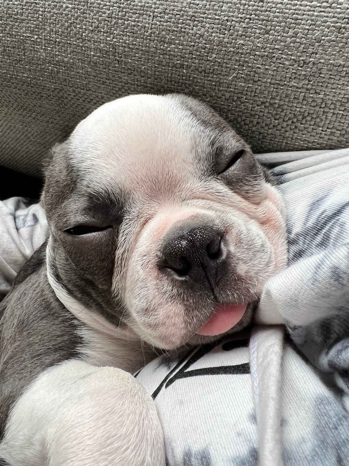 Boston Terrier pups! Brindle/whites breeder image 8