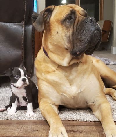Boston Terrier pups! Brindle/whites breeder image 9