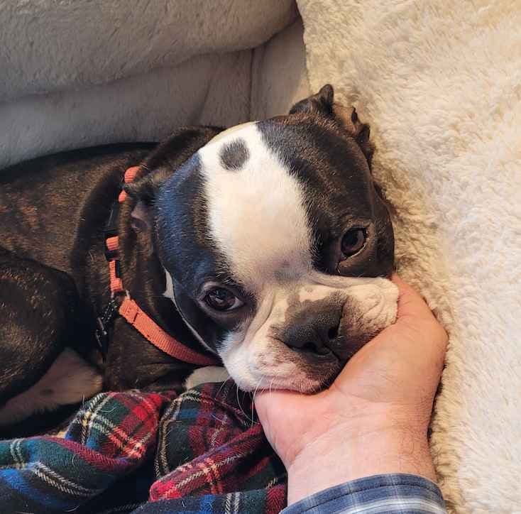 Boston Terrier pups! Brindle/whites breeder image 10