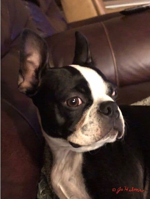 Boston Terrier pups! Brindle/whites breeder image 11