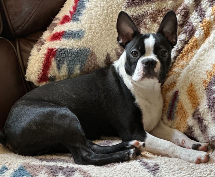 Boston Terrier pups! Brindle/whites breeder image 13