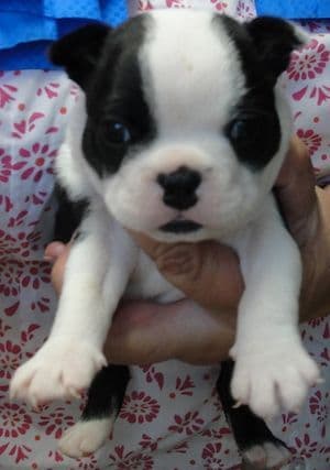 Boston Terrier pups! Brindle/whites breeder image 14