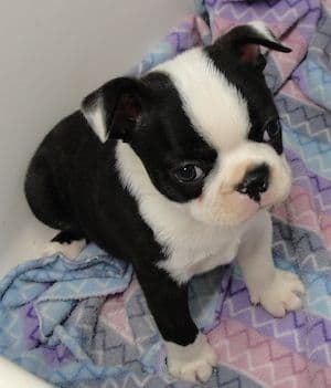 Boston Terrier pups! Brindle/whites breeder image 15