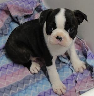 Boston Terrier pups! Brindle/whites breeder image 16