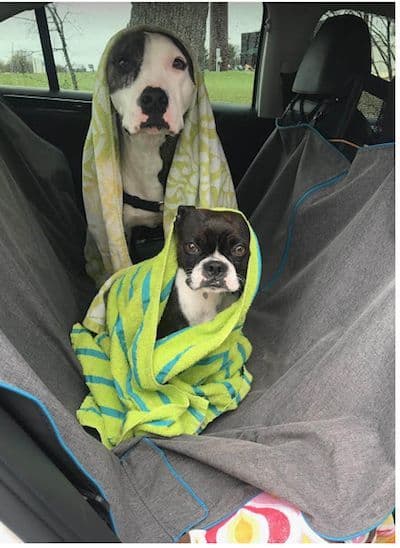 Boston Terrier pups! Brindle/whites breeder image 17