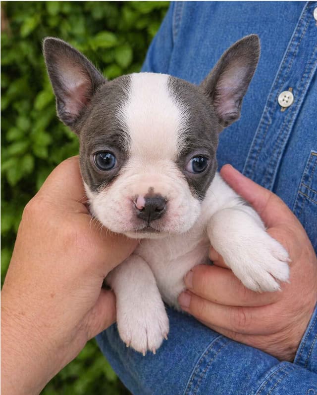 Boston Terrier Puppies Blues and Champagnes! media 3