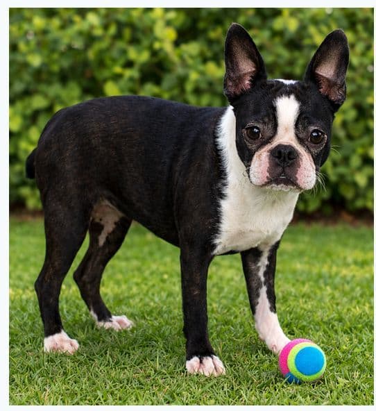Boston Terrier Pups M/F media 2