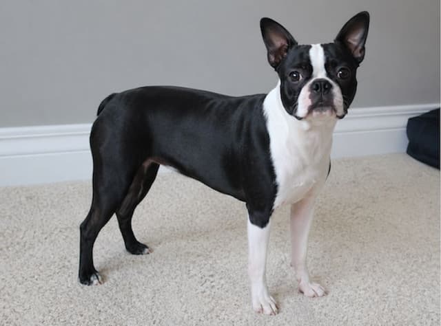 Boston Terrier Pups M/F media 3