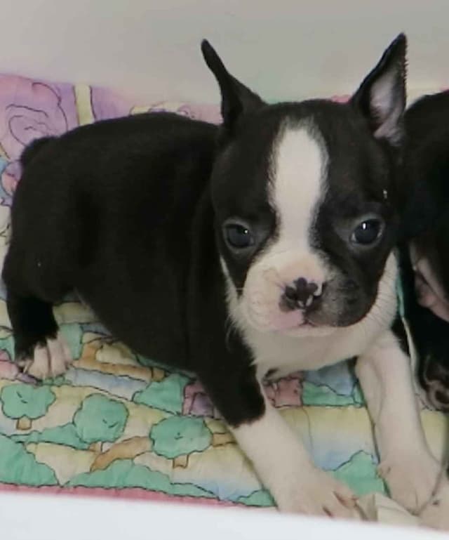 Boston Terrier Pups M/F media 4