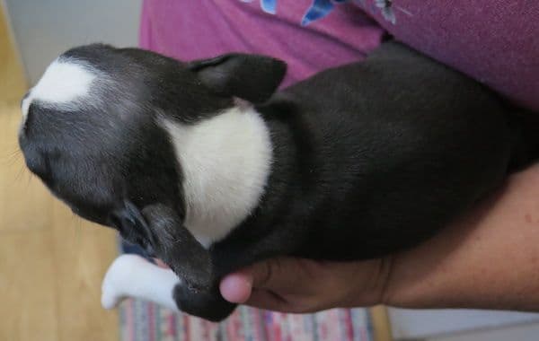 Boston Terrier Pups M/F media 5