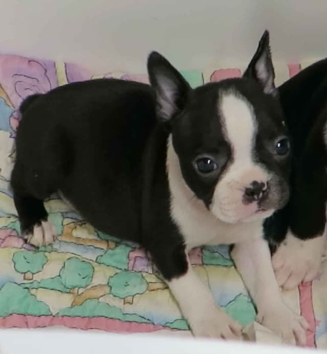 Boston Terrier Pups M/F media 6