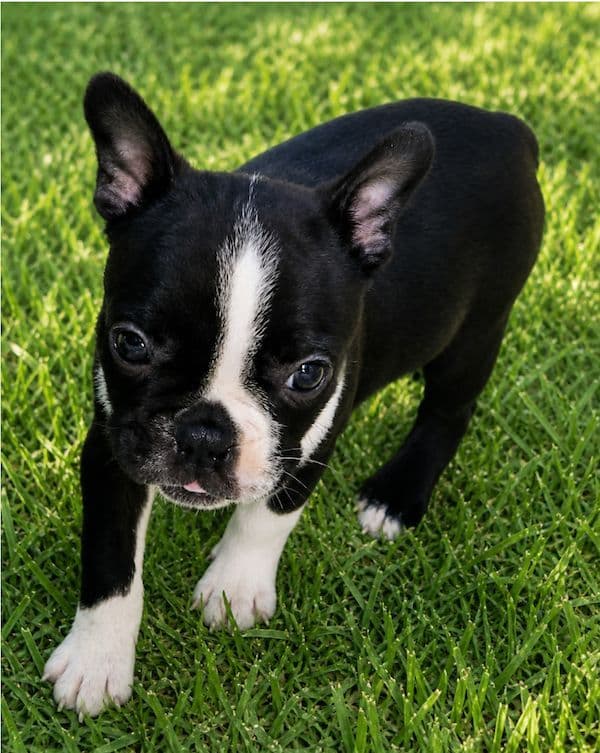 Boston Terrier Pups M/F media 7
