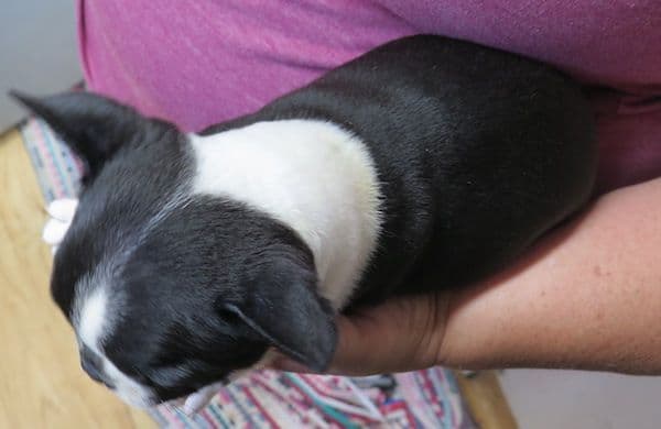 Boston Terrier Pups M/F media 8