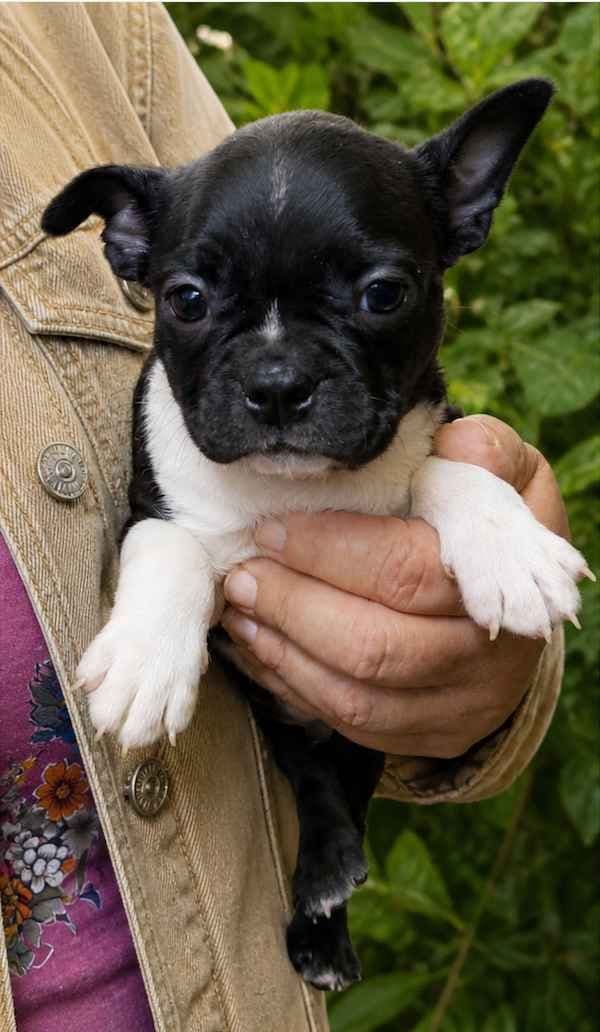 Boston Terrier Pups M/F media 9