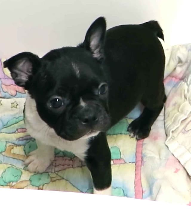 Boston Terrier Pups M/F media 10