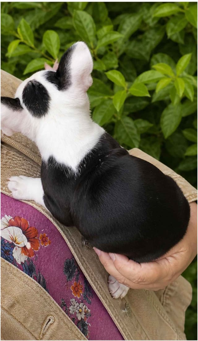 Boston Terrier Puppies Black and whites M/F media 2