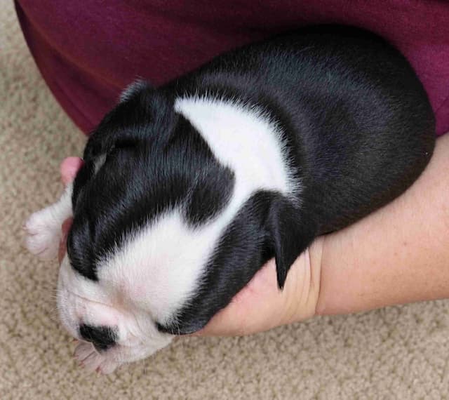 Boston Terrier pups M/F media 2
