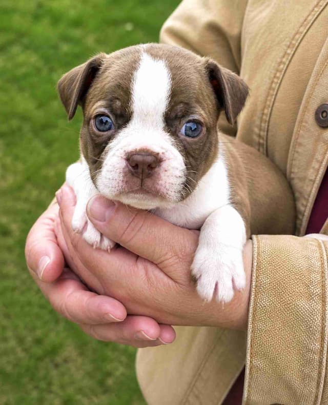 Boston Terrier pups M/F media 3