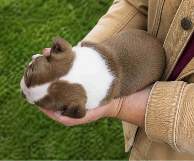 Boston Terrier pups M/F media 4