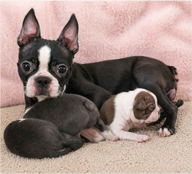 Boston Terrier pups M/F media 5
