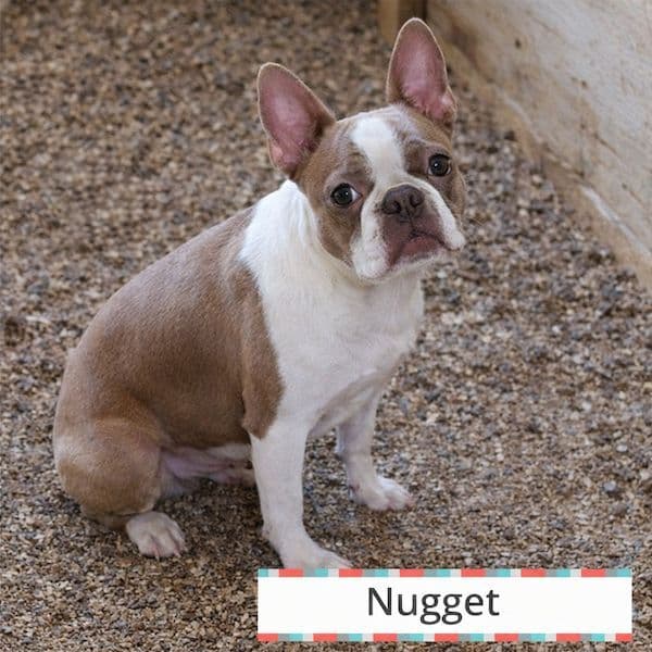 Boston Terrier pups M/F media 6