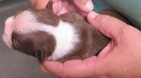 Boston Terrier Pups!  M/F   Red/White media 2