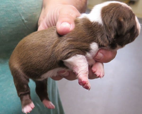 Boston Terrier Pups!  M/F   Red/White media 3