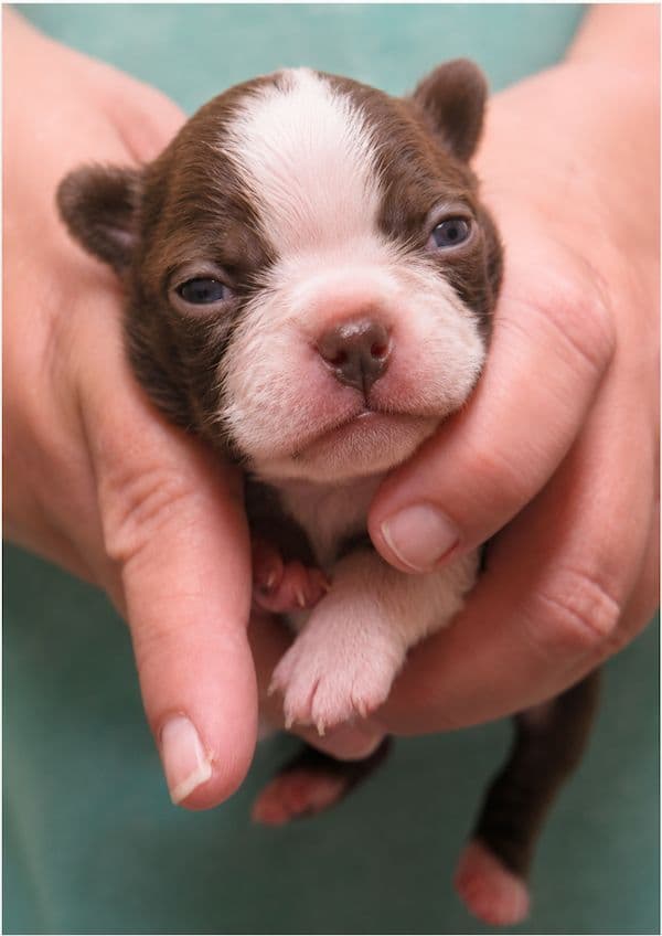 Boston Terrier Pups!  M/F   Red/White media 4