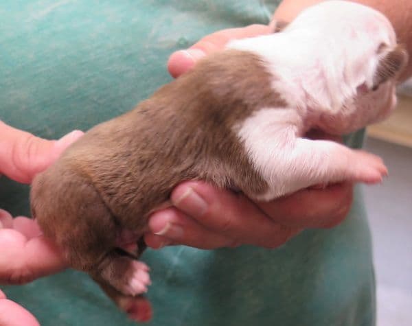 Boston Terrier Pups!  M/F   Red/White media 5