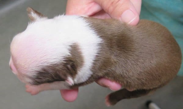 Boston Terrier Pups!  M/F   Red/White media 6