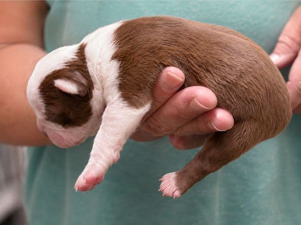 Boston Terrier Pups!  M/F   Red/White media 7
