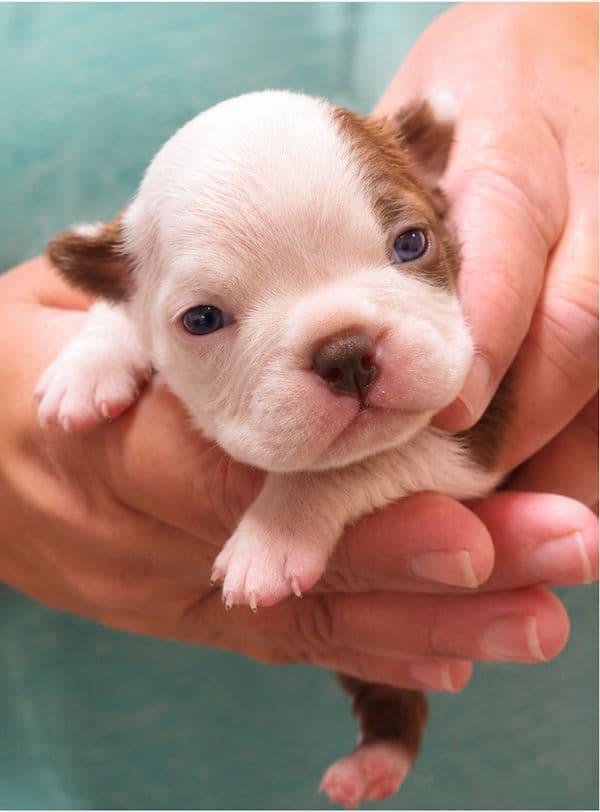 Boston Terrier Pups!  M/F   Red/White media 8