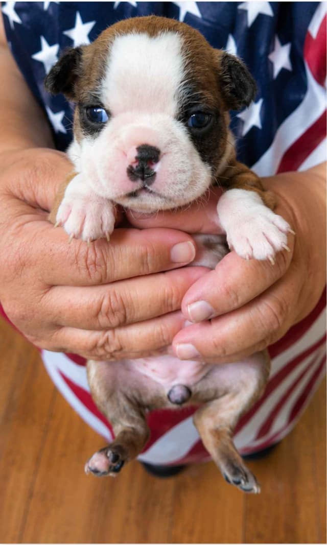 Boston Terrier Puppies! FAWN with BLACK MASKS! media 5