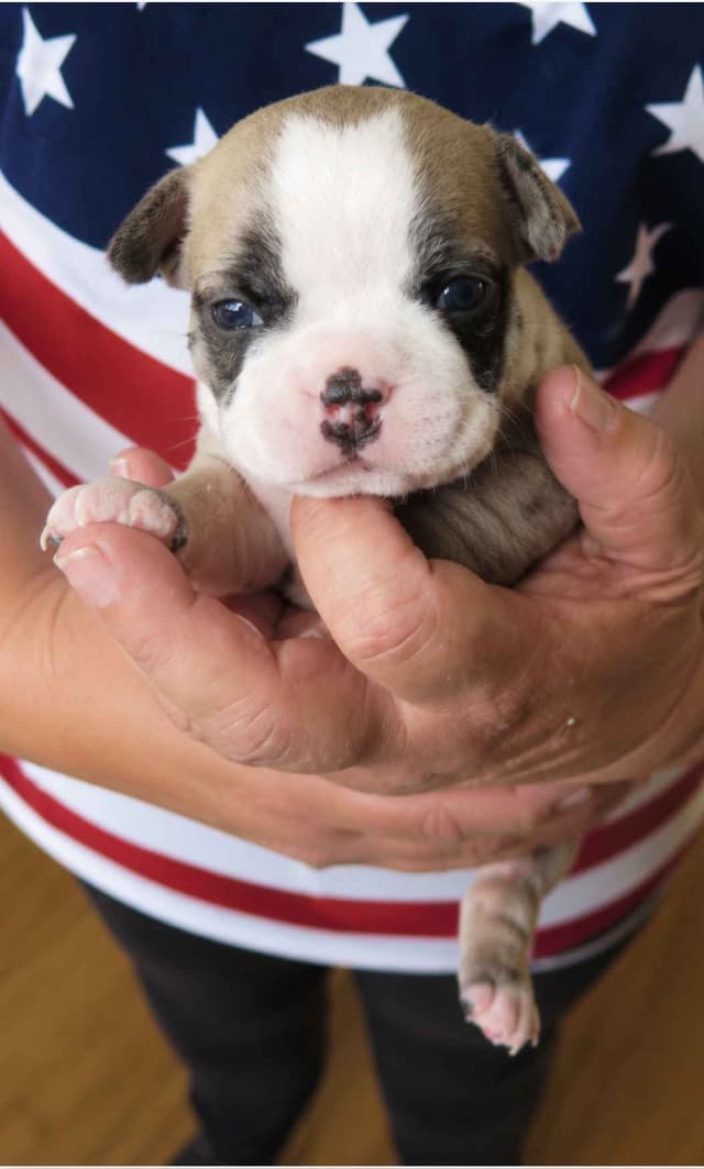 Boston Terrier Puppies! FAWN with BLACK MASKS! media 3