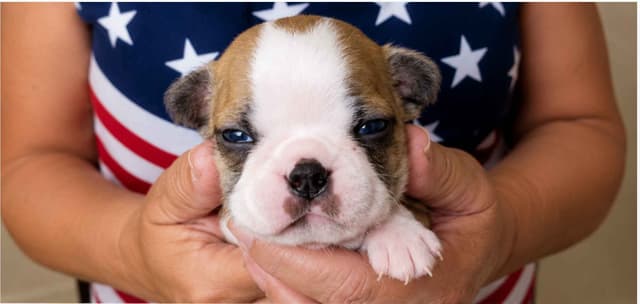 Boston Terrier Puppies! FAWN with BLACK MASKS! media 7