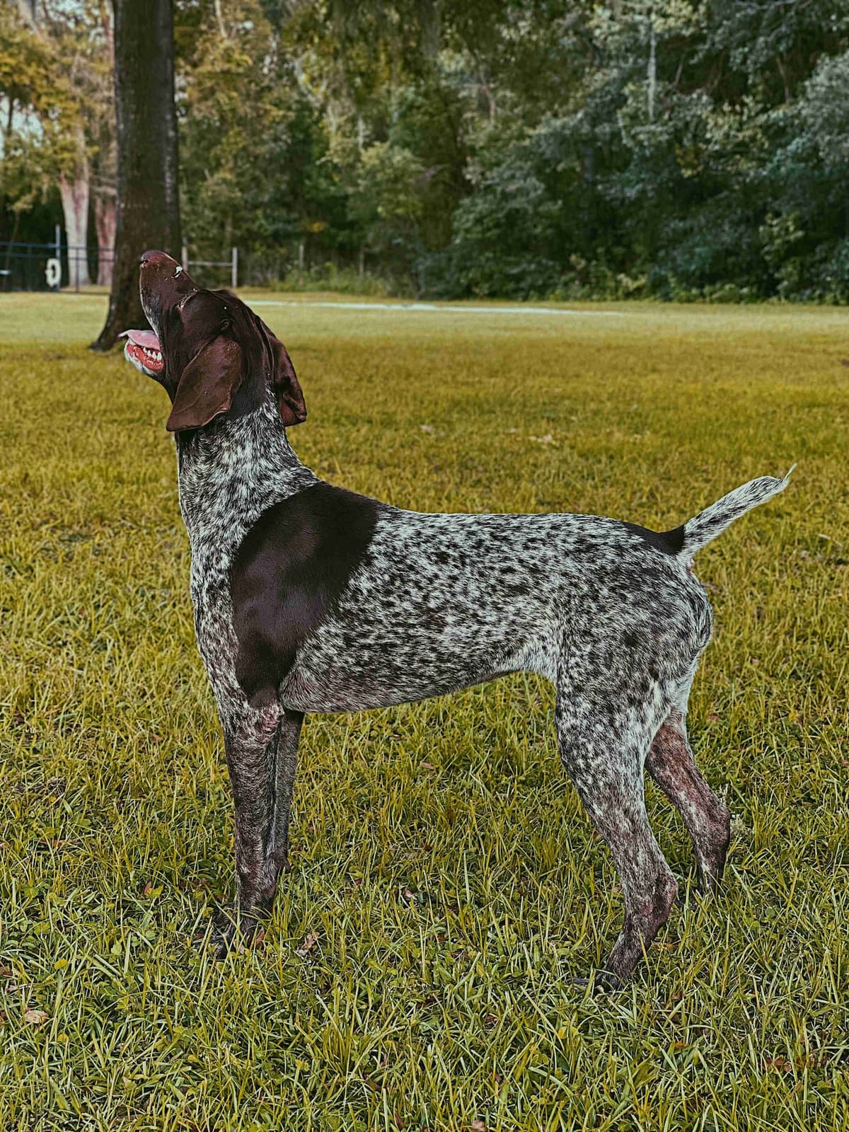 German Shorthaired Pointer Puppies breeder image 1