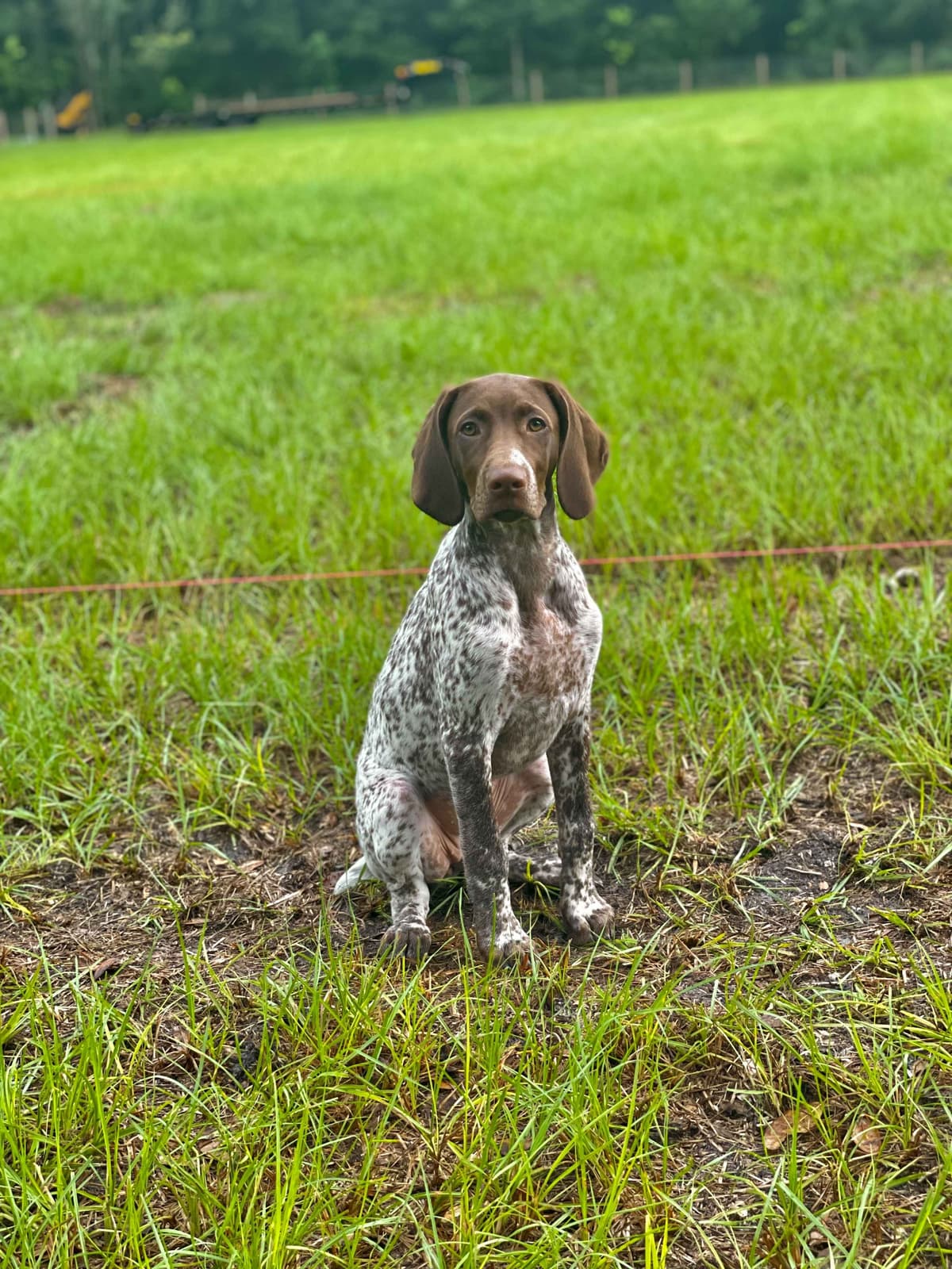 German Shorthaired Pointer Puppies breeder image 2