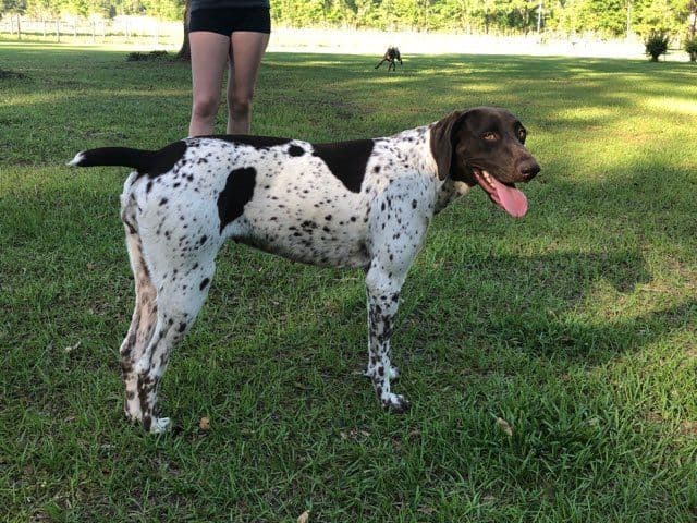 German Shorthaired Pointer Puppies breeder image 3