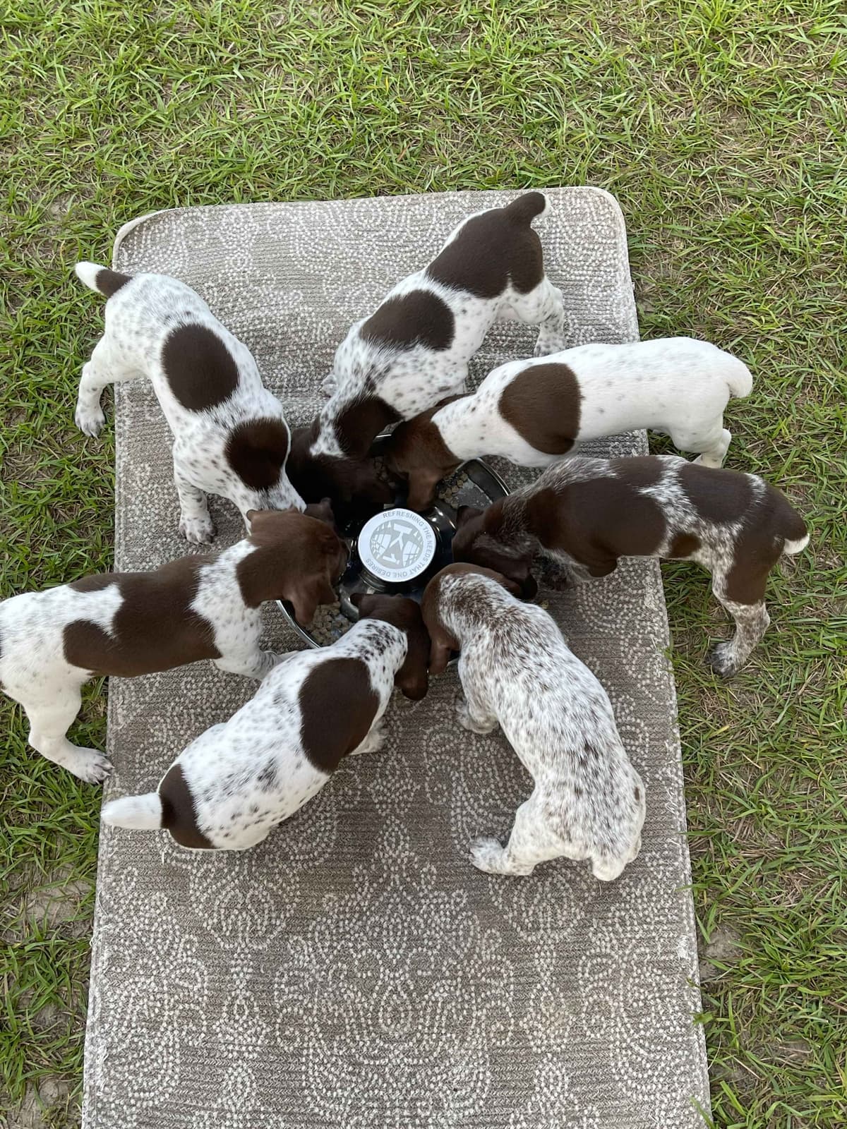 German Shorthaired Pointer Puppies breeder image 4