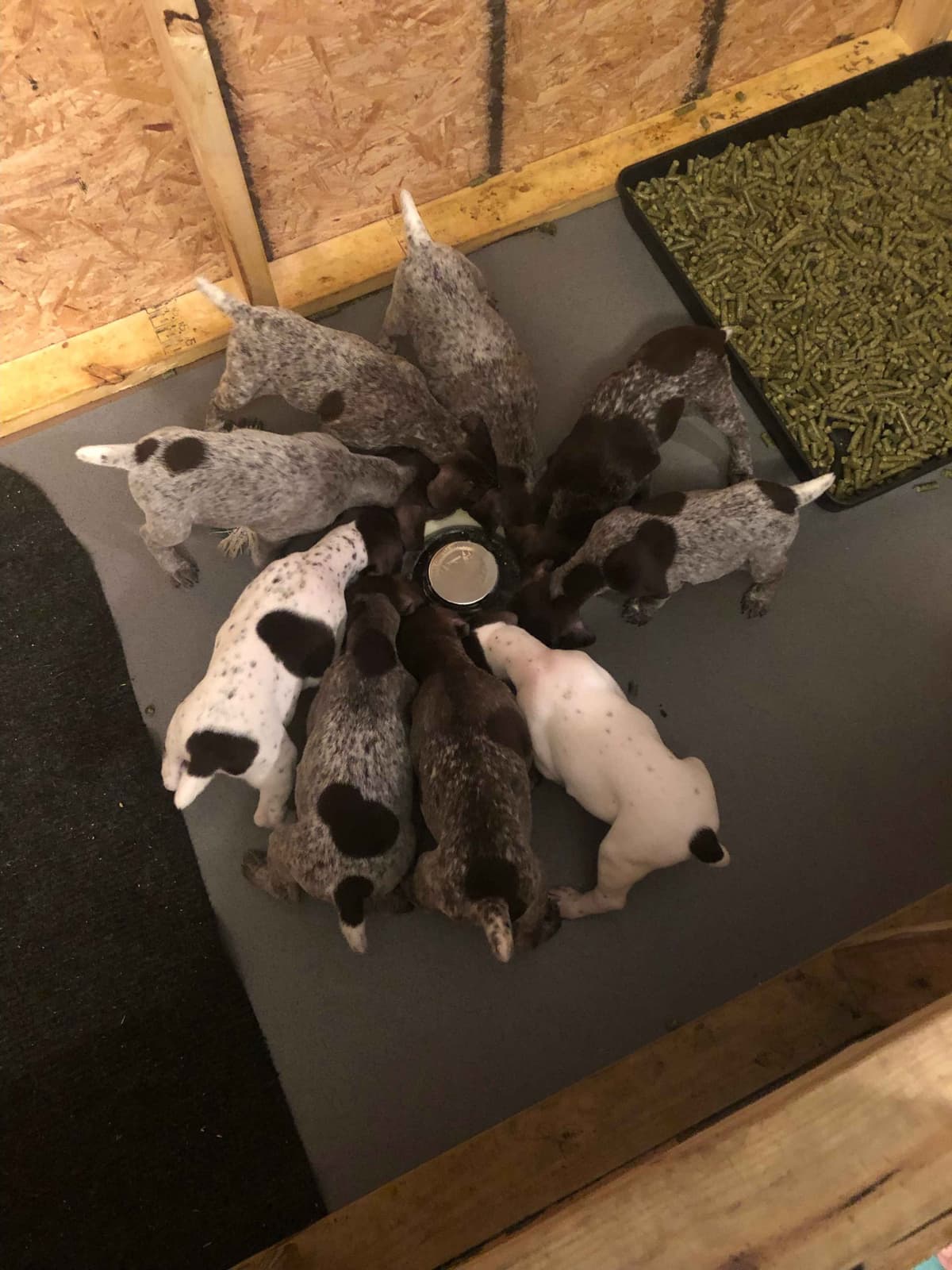 German Shorthaired Pointer Puppies breeder image 5