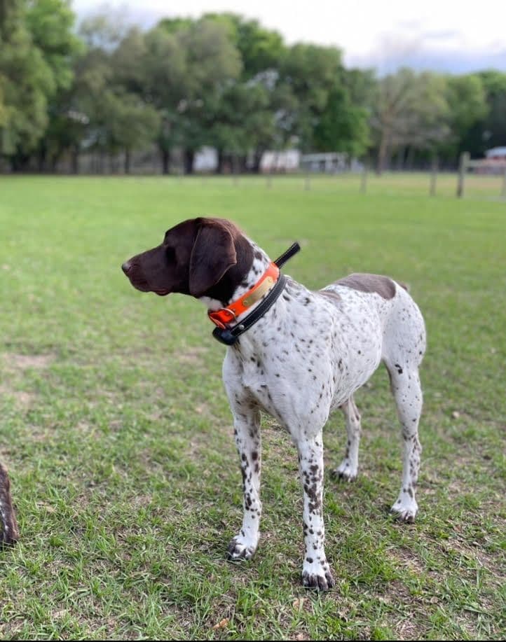 German Shorthaired Pointer Puppies breeder image 7