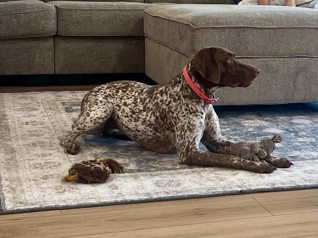 German Shorthaired Pointer Puppies breeder image 8