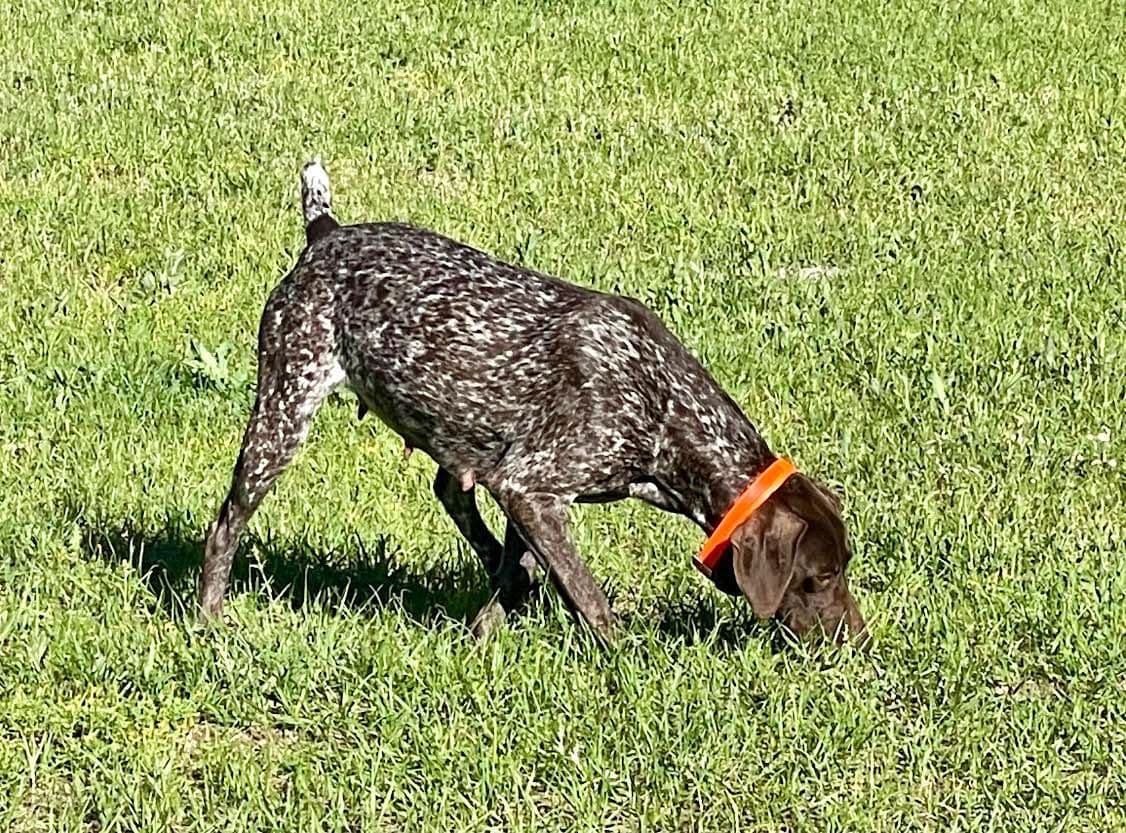 German Shorthaired Pointer Puppies breeder image 9