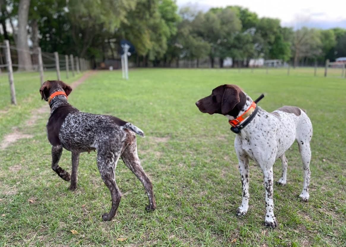 German Shorthaired Pointer Puppies breeder image 10
