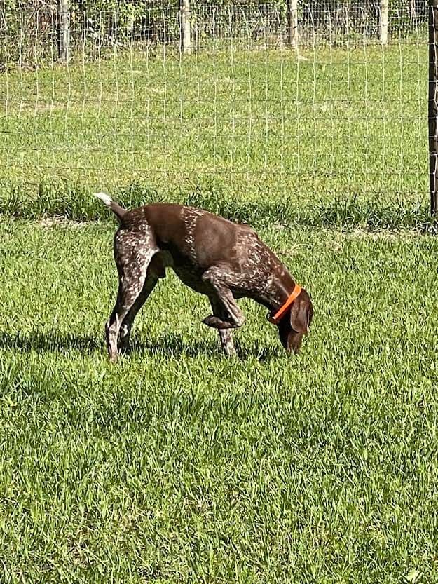 German Shorthaired Pointer Puppies breeder image 12