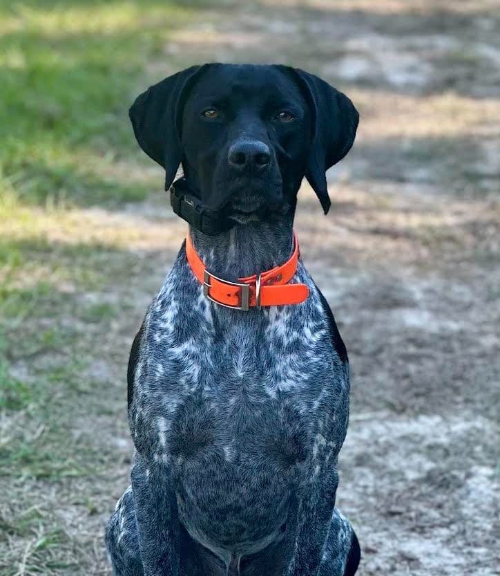 German Shorthaired Pointer Puppies breeder image 13
