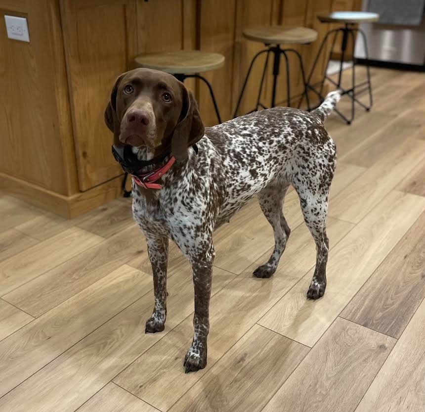 German Shorthaired Pointer Puppies breeder image 14