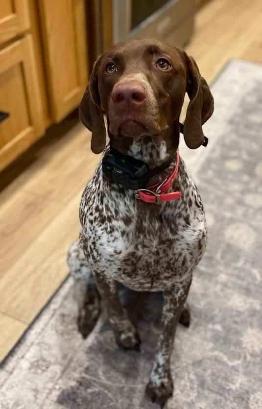 German Shorthaired Pointer Puppies breeder image 15