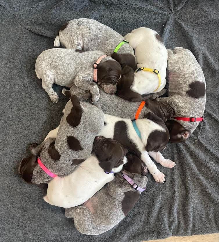 German Shorthaired Pointer Puppies breeder image 16